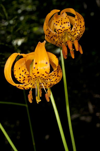 lilium kelleyanum 3 graphic